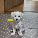 뽀벨그루밍 | 분당 서현 뽀벨그루밍 비숑 애견미용 두 번째 후기