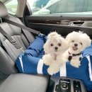 아워퍼피 이미지