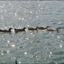 석촌호수로 이미지