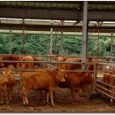 횡성한우 이미지