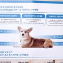 다나펫 이미지