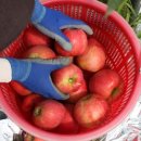 정봉아농장 이미지