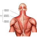 대전 비욘드 필라테스 지도자 강사 자격증 아카데미 근육학 교육 후기 - 3일차