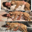 귀여워, 댕댕이 이미지