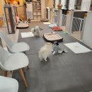 메가펫 | 걱정 덜어준 부평 애견호텔 청천동 메가펫