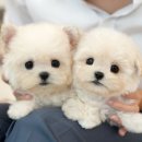 미유펫강아지고양이청주점(미용,위탁관리) | 청주강아지분양 비숑프리제 분양