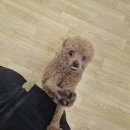 어썸강아지호텔 & 목욕 이미지