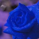 내가좋아하는 이미지