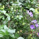 구릉(오성) 이미지