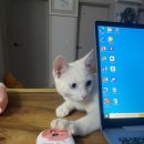 고흥미소동물병원 이미지