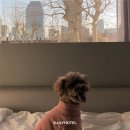 댕댕쌀롱 | 댕캉스를 위한 모든 것, 애견동반호텔 추천 6!