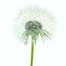 들꽃향기머무는곳 이미지