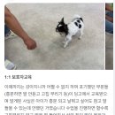 코리아 K9 애견훈련소 | 송파애견훈련소 타견 반응 있는 강아지 산책교육 - 과한 줄당김과 높은 흥분도 훈련