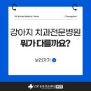 이안동물의학센터(청담점) | 강아지 치과 전문병원, 서울 청담 VIP 동물병원