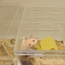 골든햄스터분양 탬펫 강남점 이미지