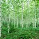 자작&white 이미지