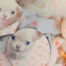 발라댕 네이버블로그