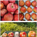 [고씨네농장 청송 안동 부사 꿀사과 5kg 2주 실사용 단점 효과 여름철 필수템 후기]