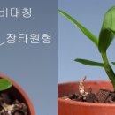 신라향 이미지