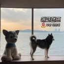 애코랜드 | 해운대 실내 놀거리 4마리 허스키가 있는 카페 애코랜드 내돈내산 후기