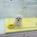 귀여몽 | 구리강아지분양 귀여몽에서 식구 들이기로 했어요