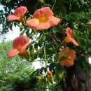 물처럼 바람처럼 이미지