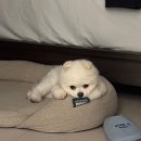 커즈머스
