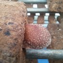 영세농장 이미지