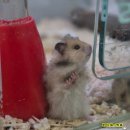 와우펫앤쥬 이미지