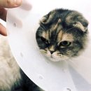 고양이무마취미용 고무미 이미지