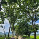 팽나무숲