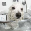 까리하개 이미지