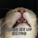 라이크샐러드 | [제천 써브웨이 스테이크&머쉬룸 그레인 샐러드] 우즈 라이크 샐러드? 신메뉴 샐러드 후기