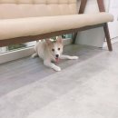 봄사랑 동물병원 이미지