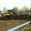 유일사슴목장 이미지