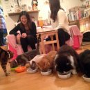 2015.08.02 Topic 'Cat cafes become cultural export' 이미지