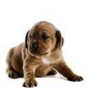 목욕하는 강아지 이미지