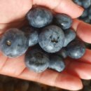 룰루베리팜 이미지