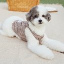 펫츠니즈