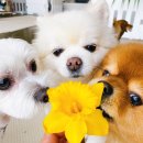 전주애견유치원 고마워복실아 이미지