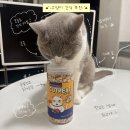 달가당 | 고양이 간식 추천 기호성 좋은 동결건조 트릿 캣모아 닭가슴살