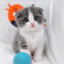 대전고양이분양 루나캣 이미지