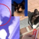 패대기