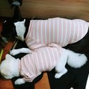 강사모펫 청라점 | [강아지계단] 레드퍼피 5단 계단, 슬개골탈구에 좋은 펫스텝 사용후기!