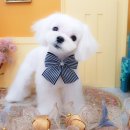 알콩달콩 펫살롱 이미지