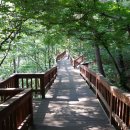 솔향수목원(솔숲광장) 이미지