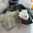 목공(일요일-가족 일일체험) | 10월 일상 모음집| 공부 스트레스, 추석폭식, 시험 응원, 강아지 집사 일일체험, 시험후 일상