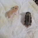 헬로 리틀 애니멀 이미지