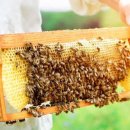 꿀사랑협동조합 이미지