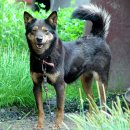 순수진돗개 이미지